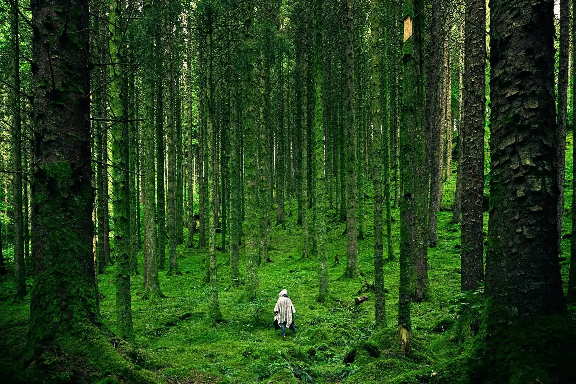 A forest densely populated with tall trees